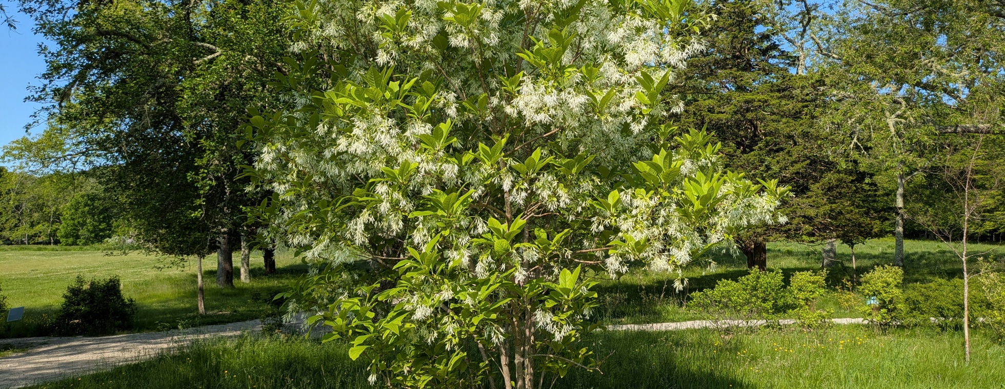 Deepening Roots: Native Plant Gardens at Westport Woods
